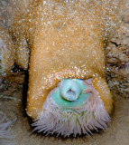anemone