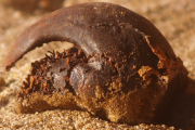 fossils