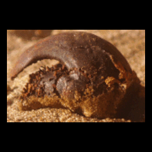 fossils
